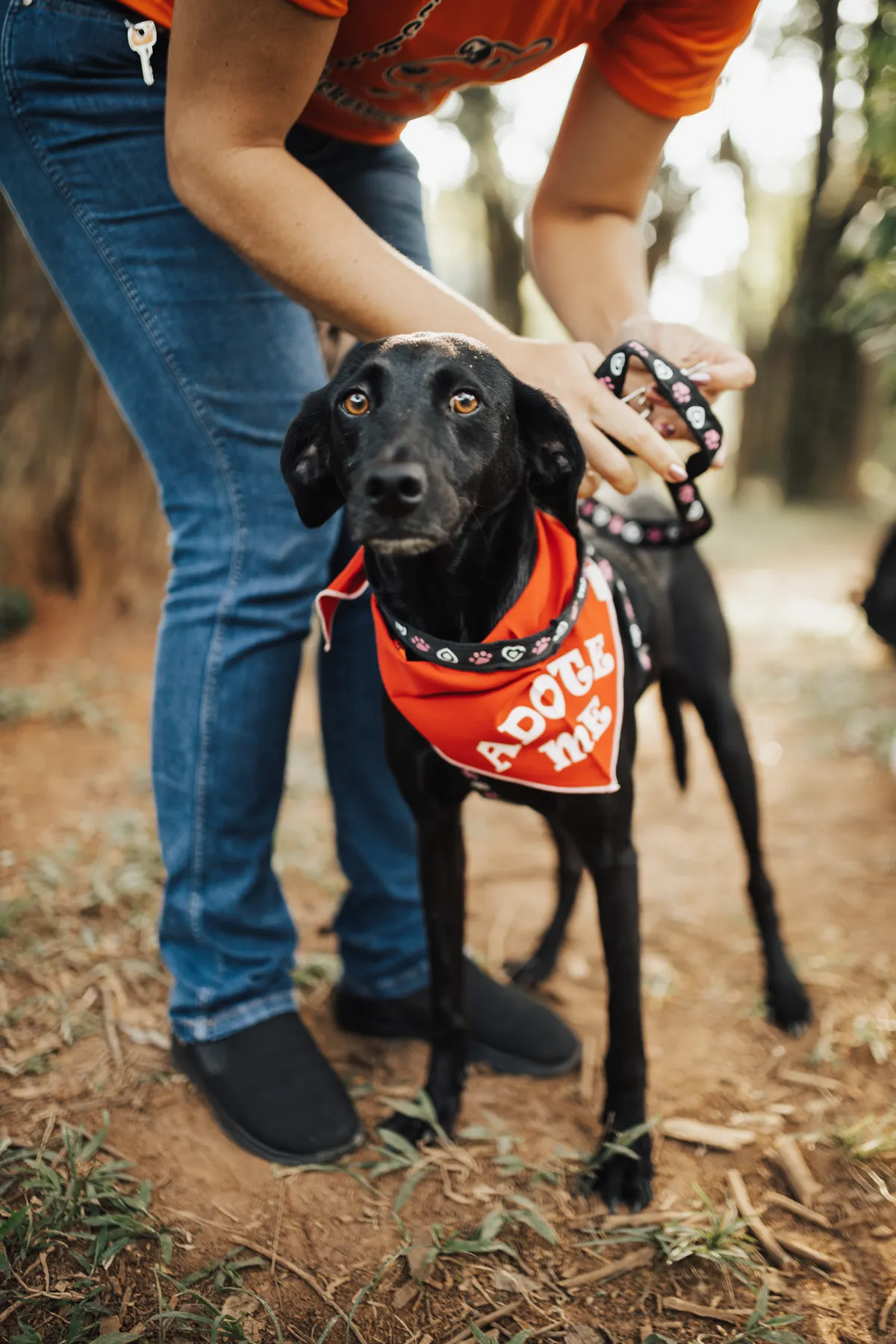 Une bénévole s'occupe d'un chien lors d'un événement d'adoption en plein air.