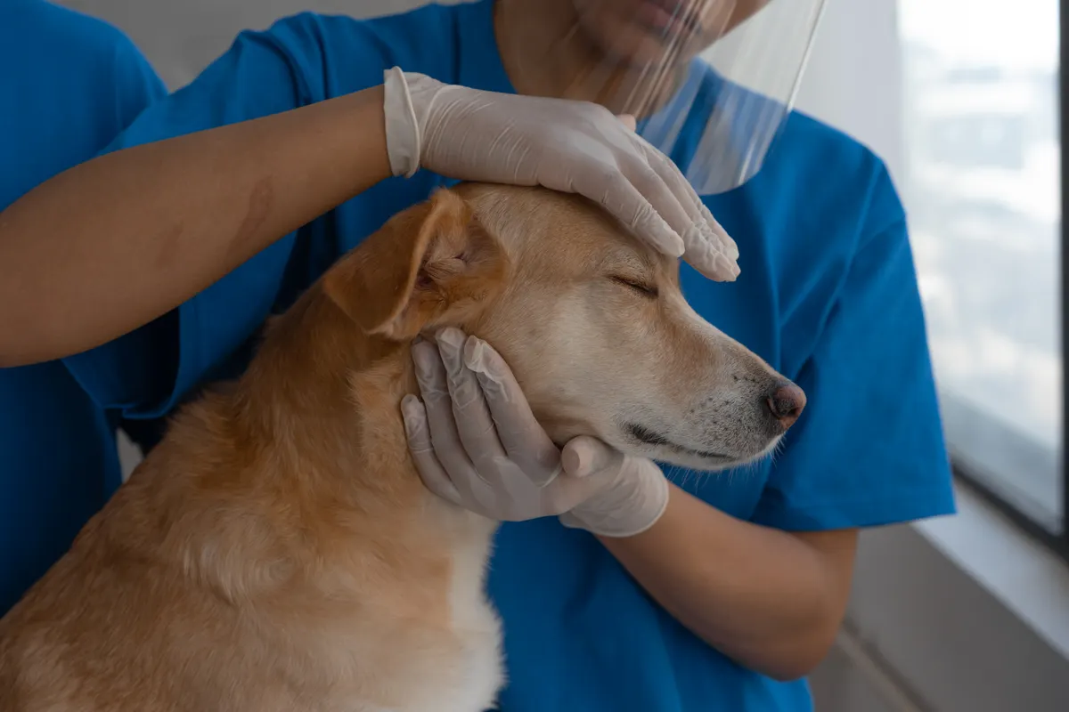 Une vétérinaire examine avec douceur un chien dans son cabinet.